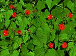 Ipomoea hederifolia