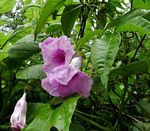 Ipomoea mauritiana