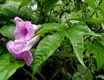 Ipomoea mauritiana