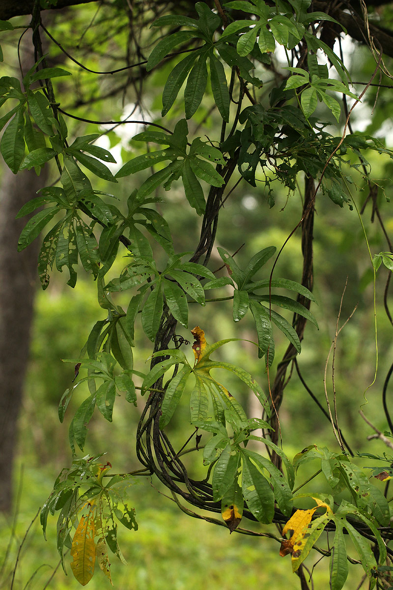 Ipomoea mauritiana