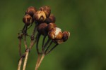 Ipomoea mauritiana