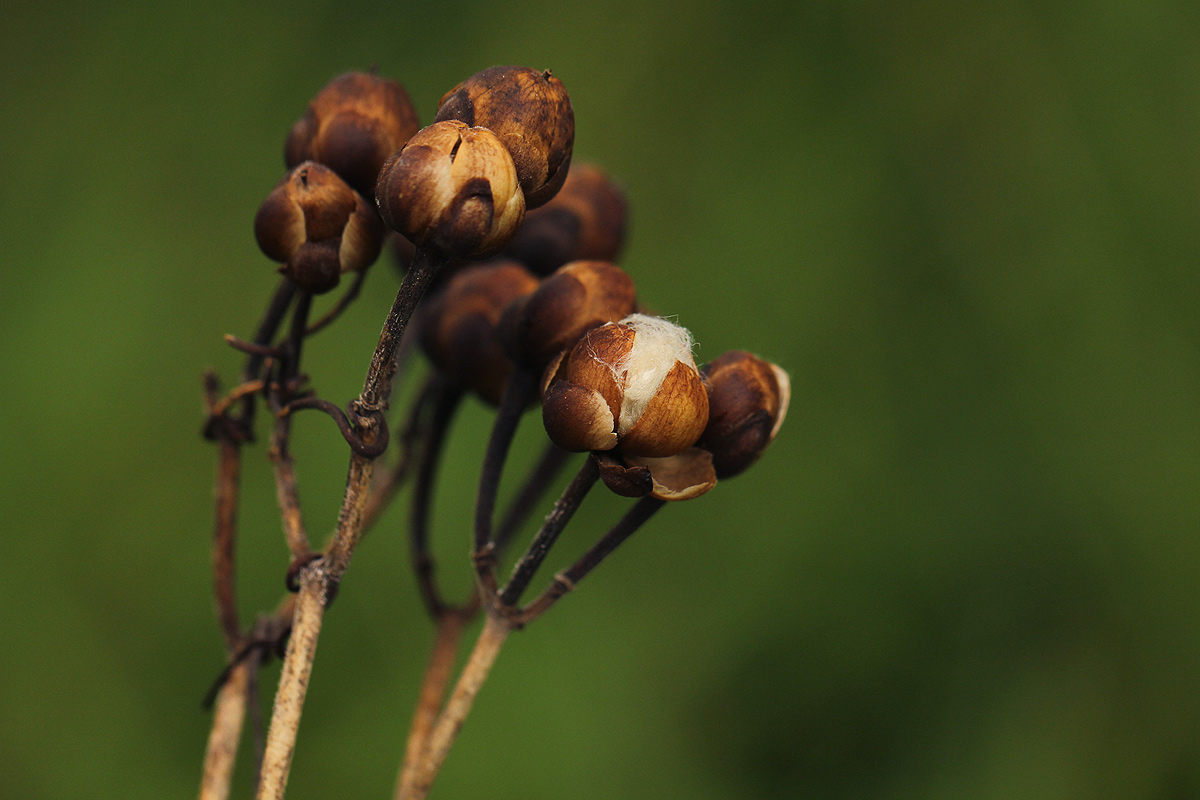 Ipomoea mauritiana