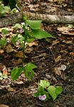 Ipomoea pileata