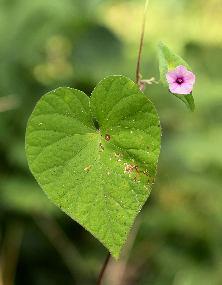 Ipomoea pileata