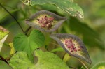 Ipomoea pileata