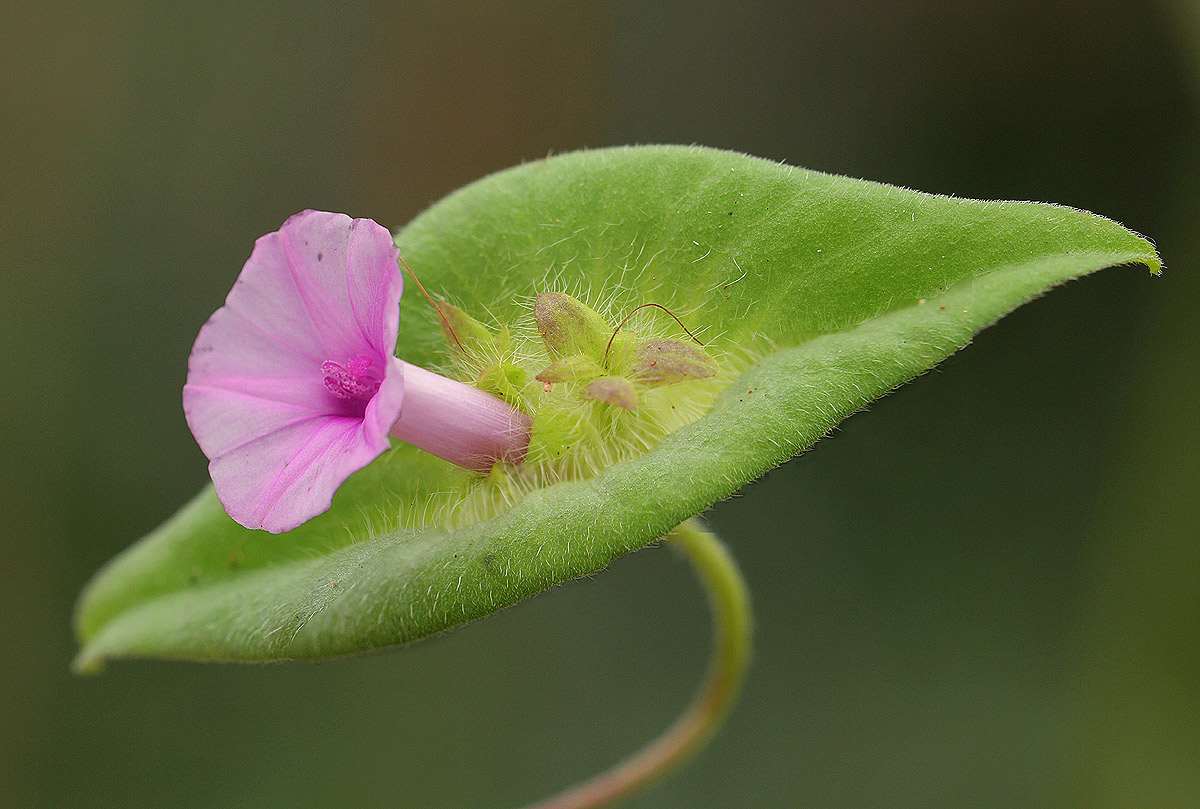 Ipomoea pileata