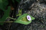 Ipomoea pileata