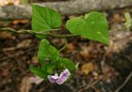 Ipomoea pileata