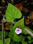 Ipomoea pileata