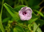 Ipomoea pileata