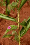 Ipomoea pileata