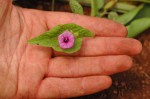 Ipomoea pileata