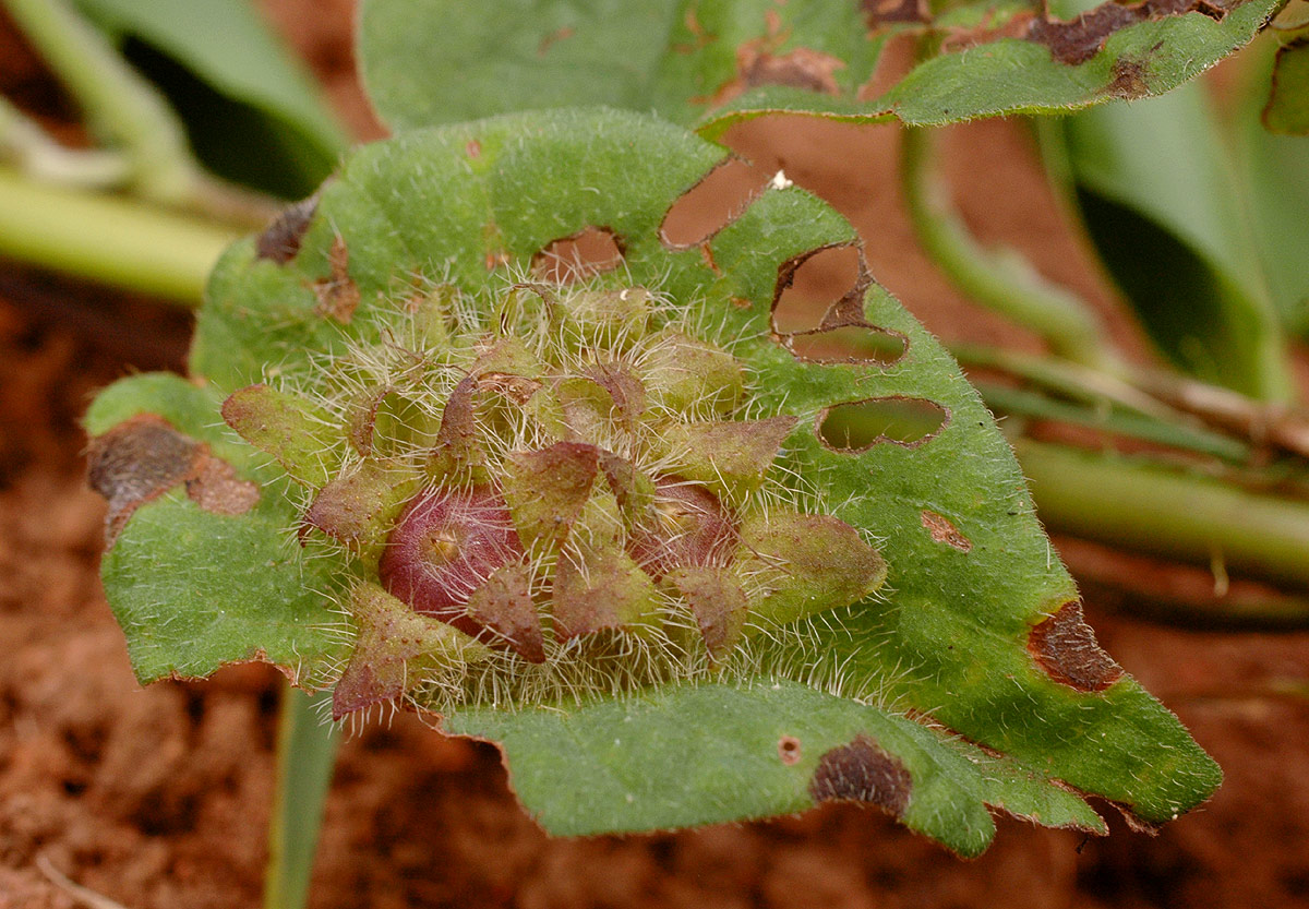 Ipomoea pileata