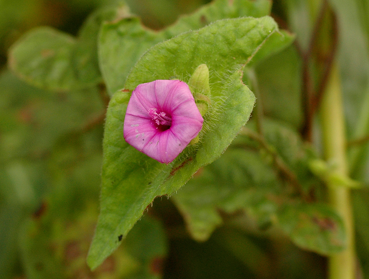 Ipomoea pileata