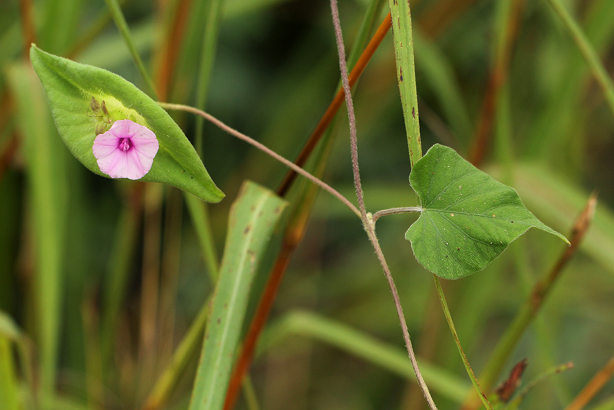 Ipomoea pileata