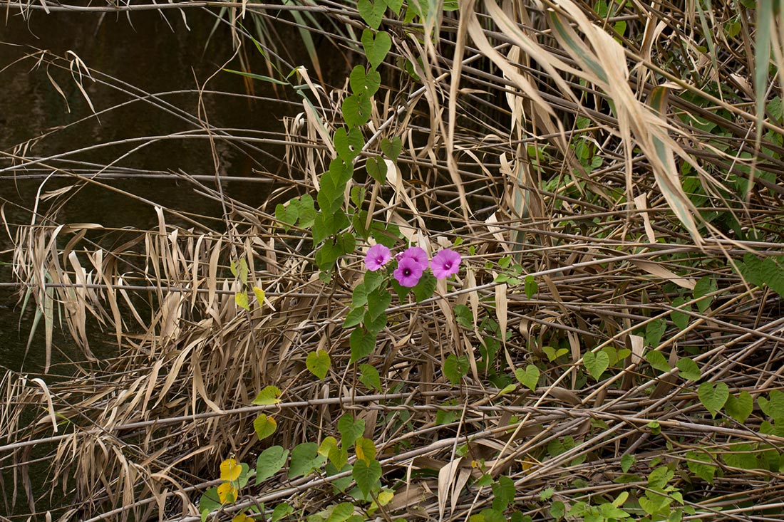 Ipomoea rubens