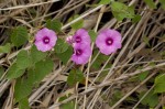 Ipomoea rubens