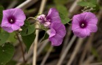 Ipomoea rubens