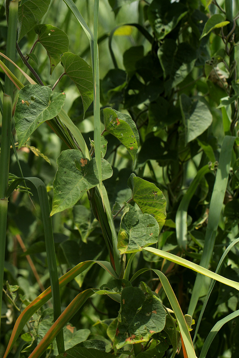 Ipomoea rubens