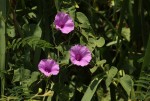 Ipomoea rubens