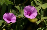 Ipomoea rubens