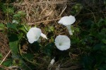 Ipomoea shupangensis