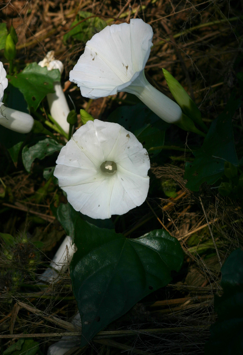 Ipomoea shupangensis