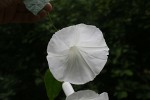 Ipomoea shupangensis