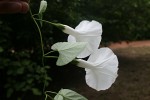 Ipomoea shupangensis