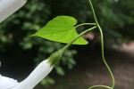 Ipomoea shupangensis