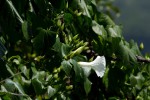 Ipomoea shupangensis