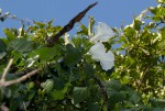 Ipomoea shupangensis