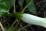 Ipomoea shupangensis