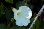 Ipomoea shupangensis