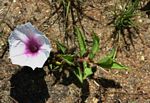 Ipomoea welwitschii