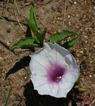 Ipomoea welwitschii