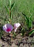 Ipomoea welwitschii