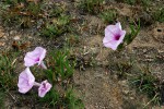 Ipomoea welwitschii