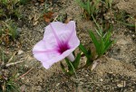 Ipomoea welwitschii