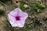 Ipomoea welwitschii