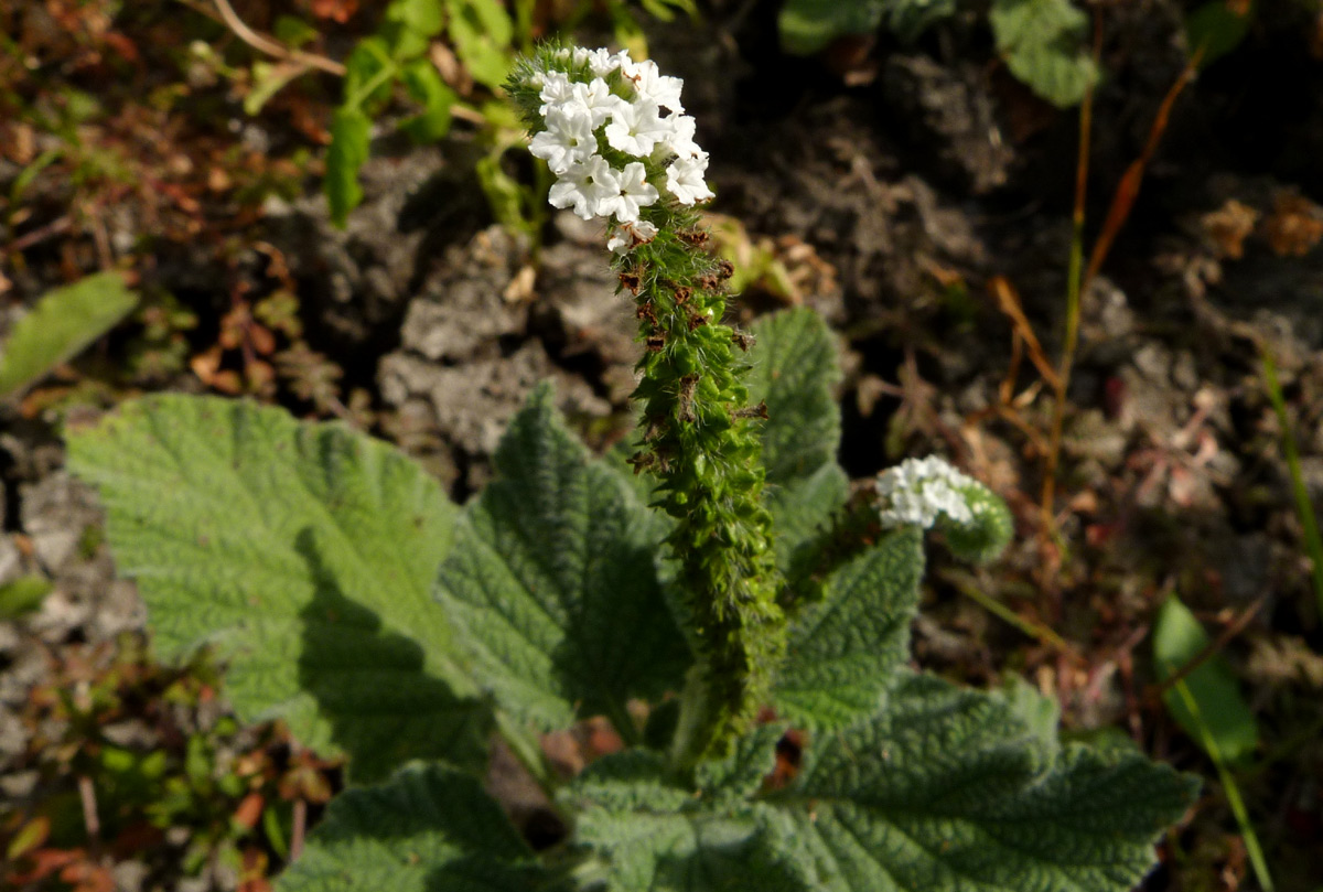 Heliotropium indicum