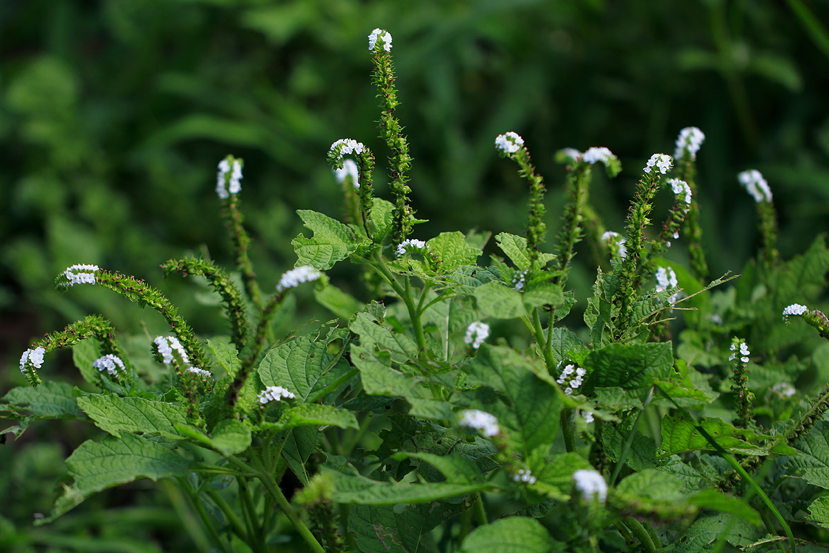 Heliotropium indicum