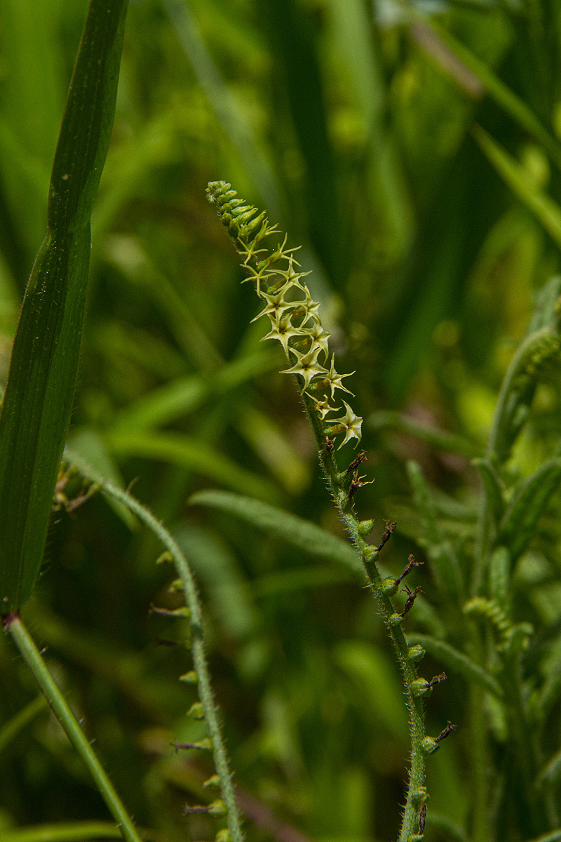 Heliotropium zeylanicum