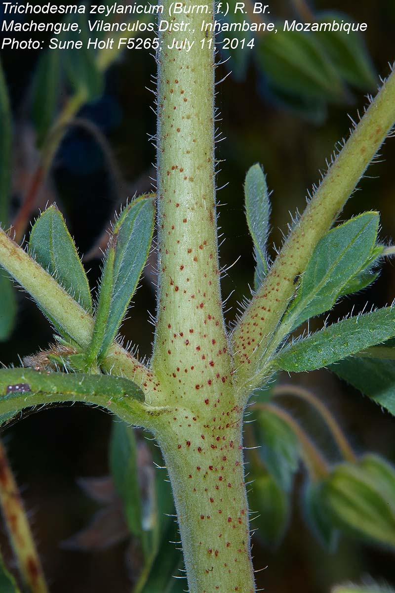 Trichodesma zeylanicum