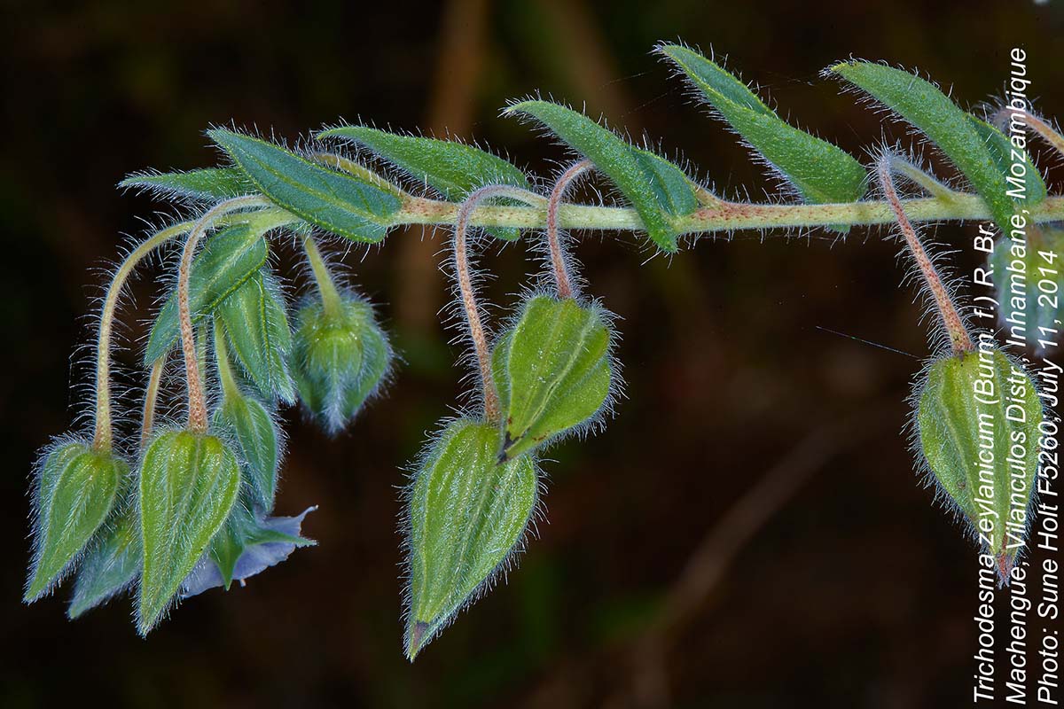 Trichodesma zeylanicum