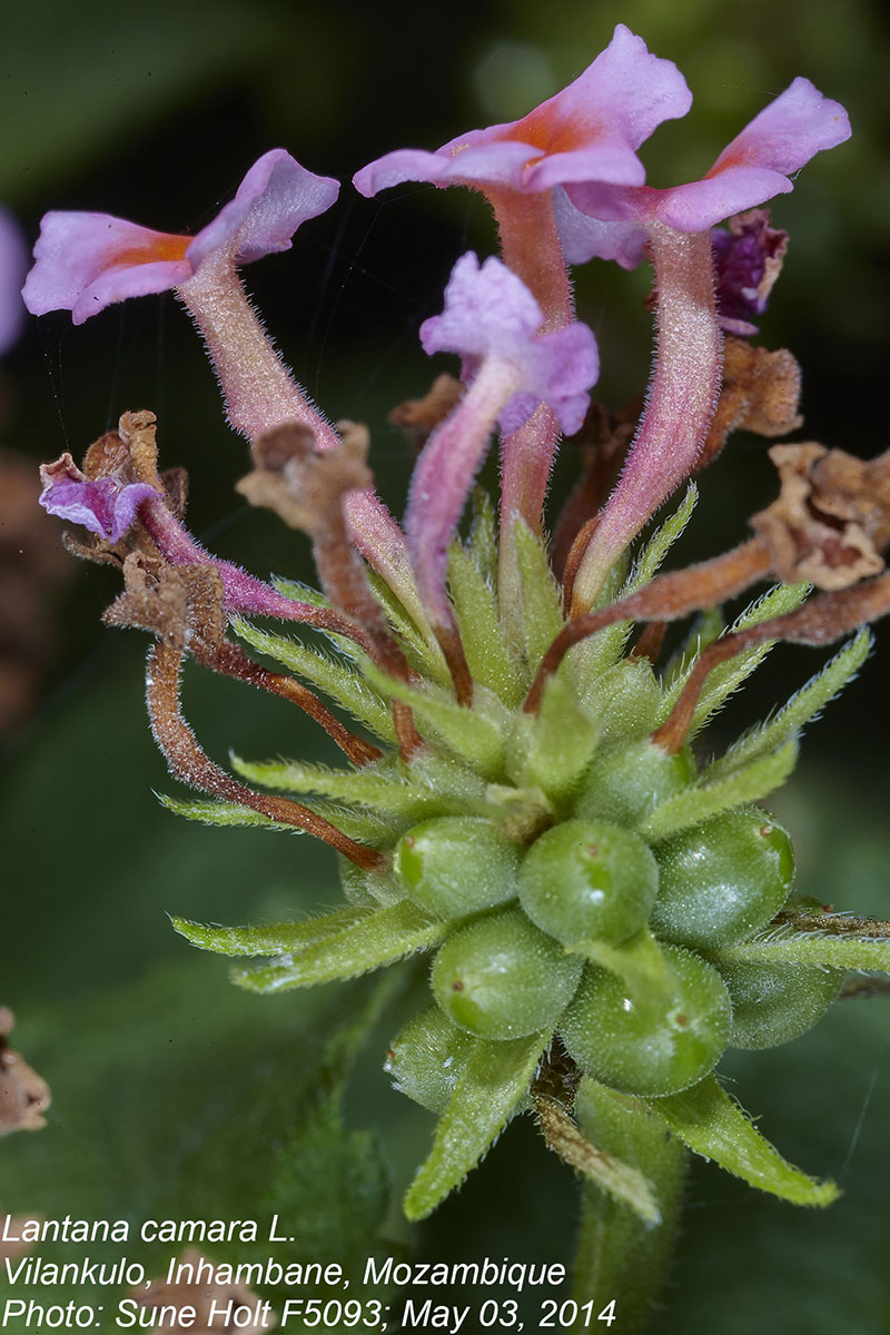 Lantana camara