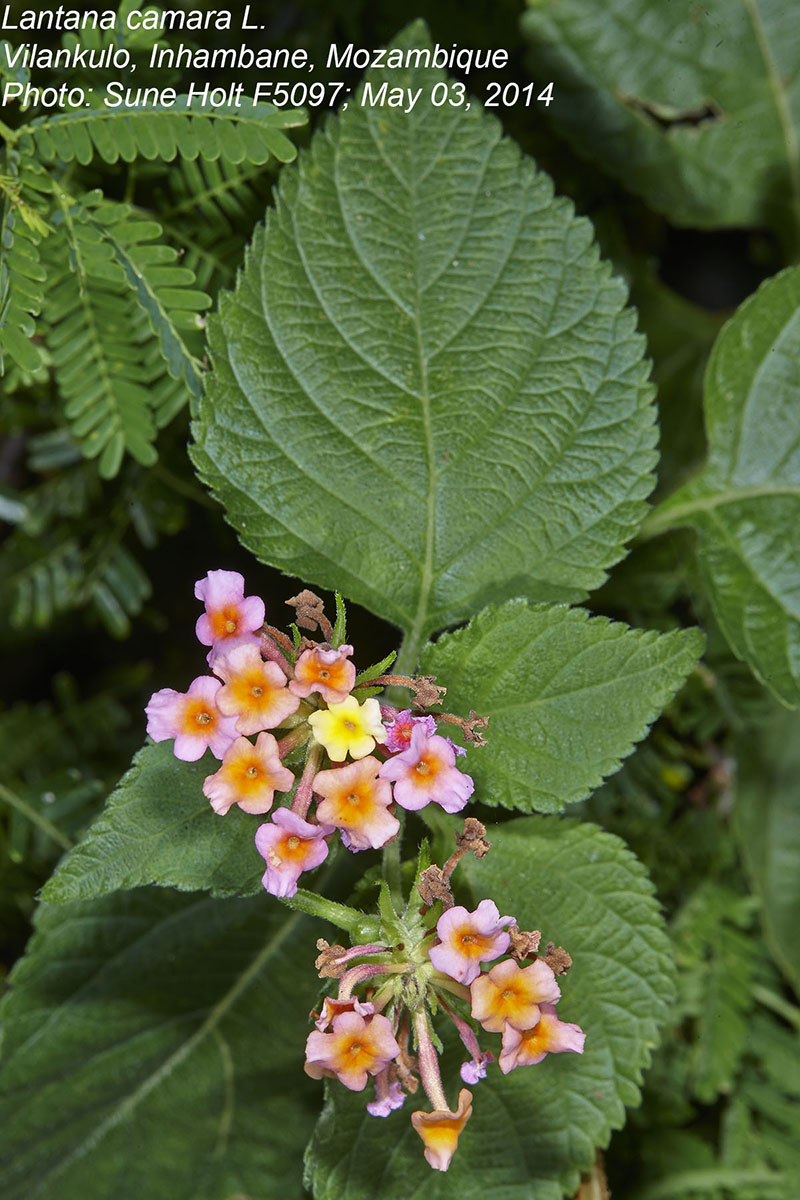 Lantana camara