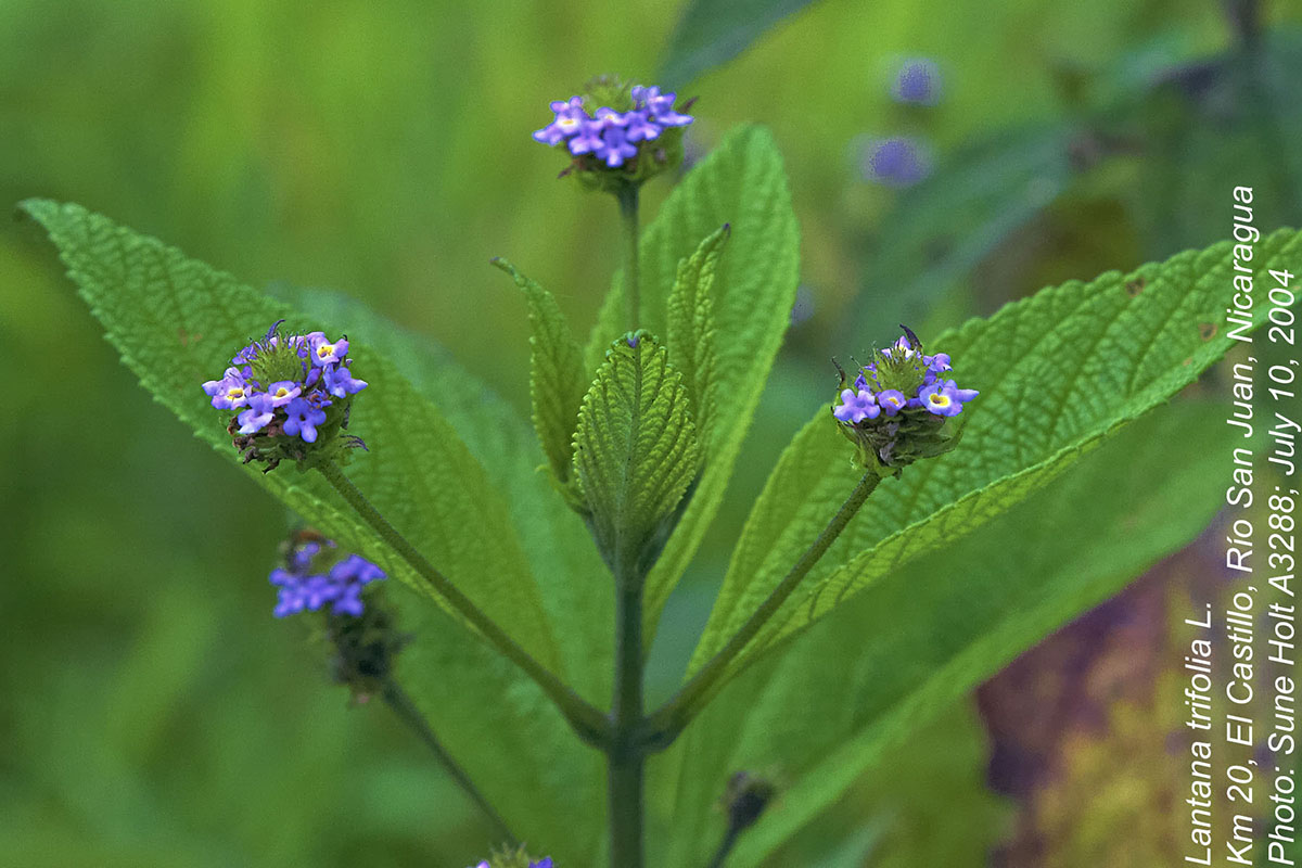 Lantana trifolia