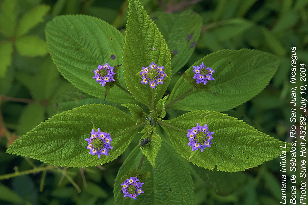 Lantana trifolia