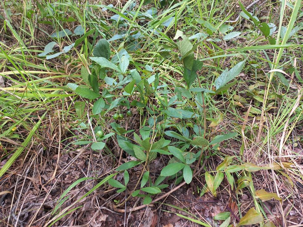 Vitex madiensis subsp. milanjiensis